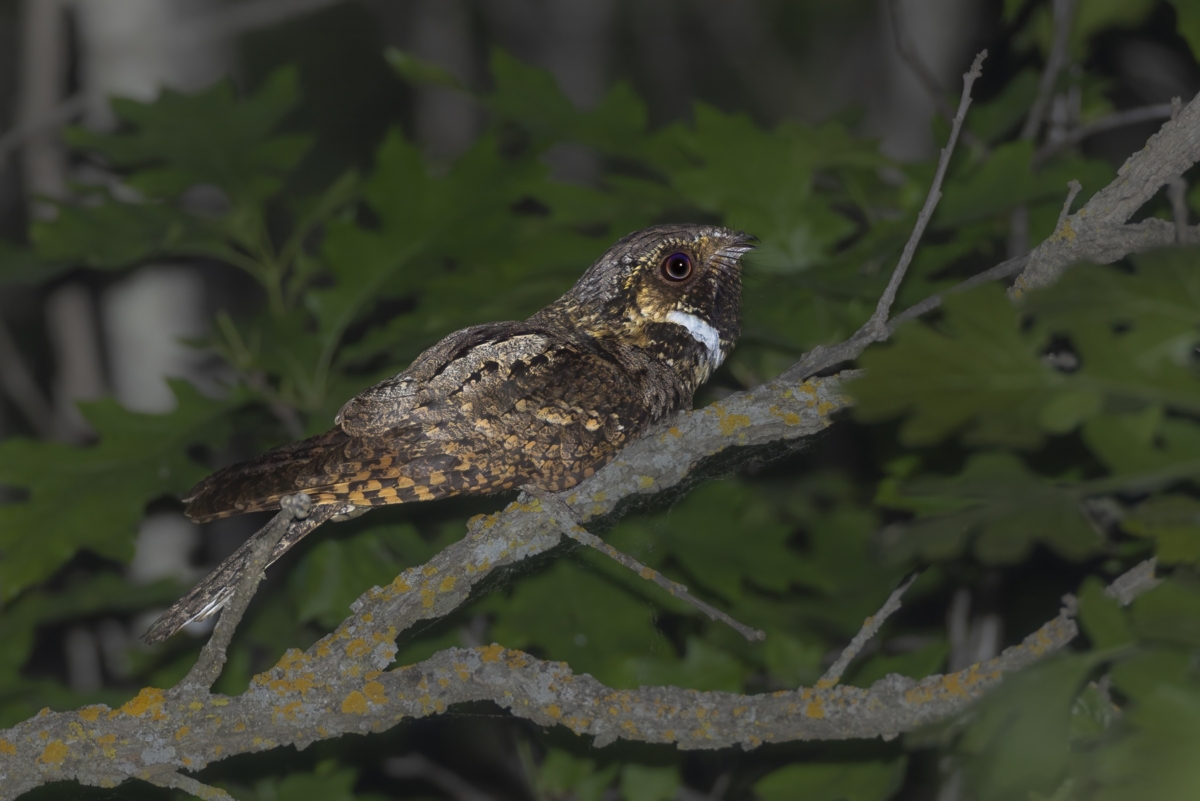 Whip-poor-will photographed in central Minnesota.