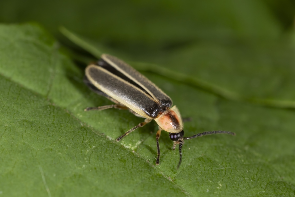 Firefly taken in southern MN