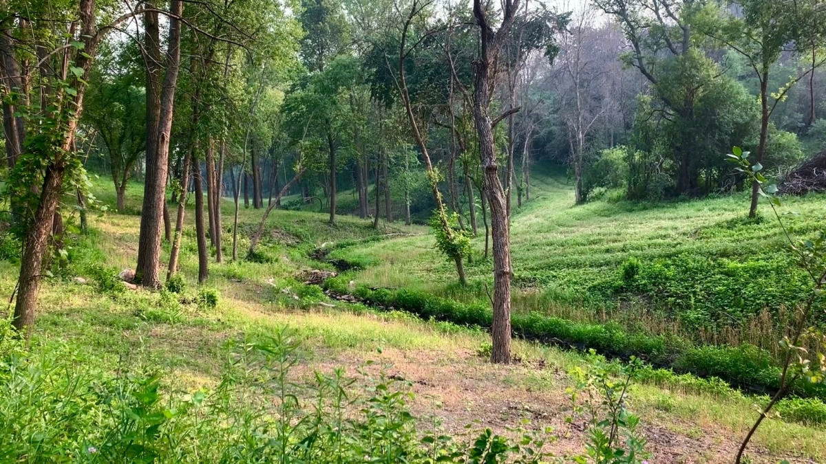 Photo of restored section of the valley and South Branch of Nine Mile Creek in Bryant Lakde Regional Park.