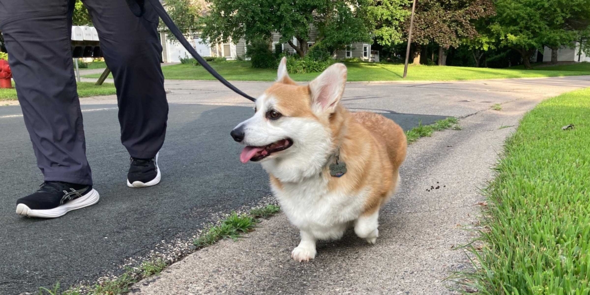 Eden Prairie streets without sidewalks or bike paths – such as Westridge Drive, shown here – push walkers into the street. Photo by Mark Weber