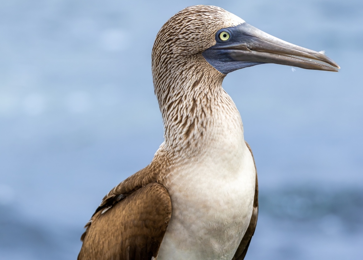 Why bird names ruffle feathers