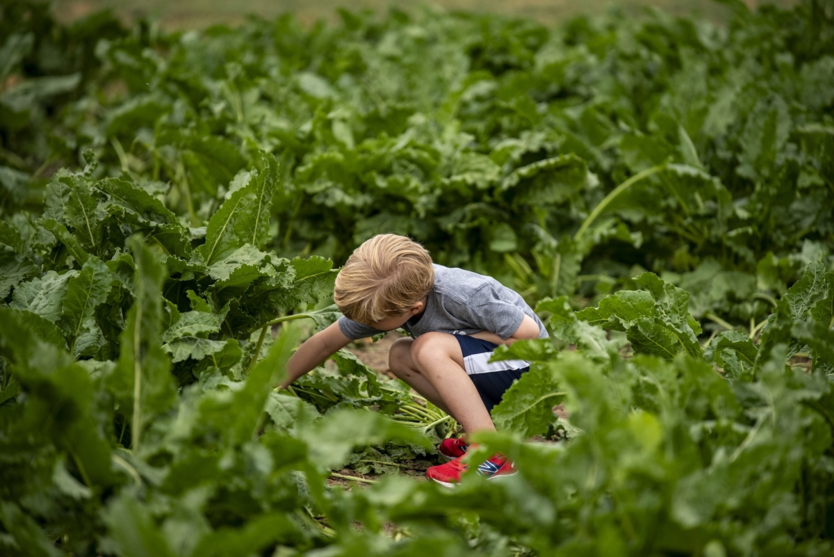 Field Fest offers games, music, food, bee demonstrations and crop harvests at the University of Minnesota Landscape Arboretum. Children play in corn tunnels and sunflower fields, while visitors harvest sugar beets and compete for the largest one. The Sept. 6 event is designed to give people a taste of farm life and inspire interest in gardening and agriculture. Photo by Katie Knapp
