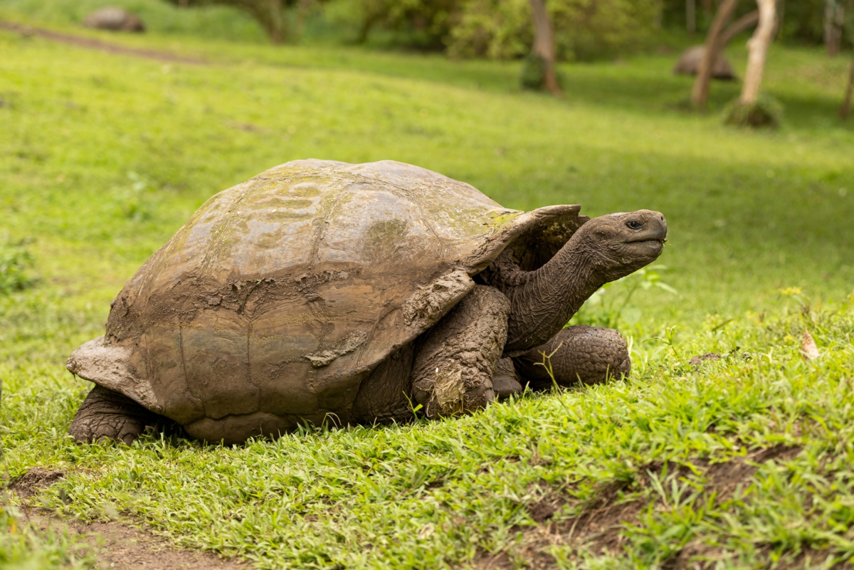 Galapagos tortoise on Santa Cruz Island in Ecuador. Photo by Stan Tekiela