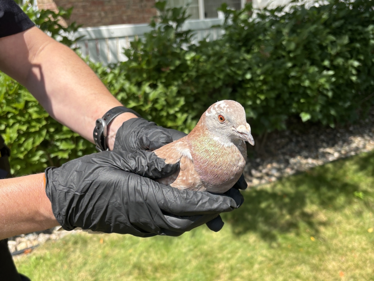 Gloved hands hold a grey pigeon on a grassy lawn.