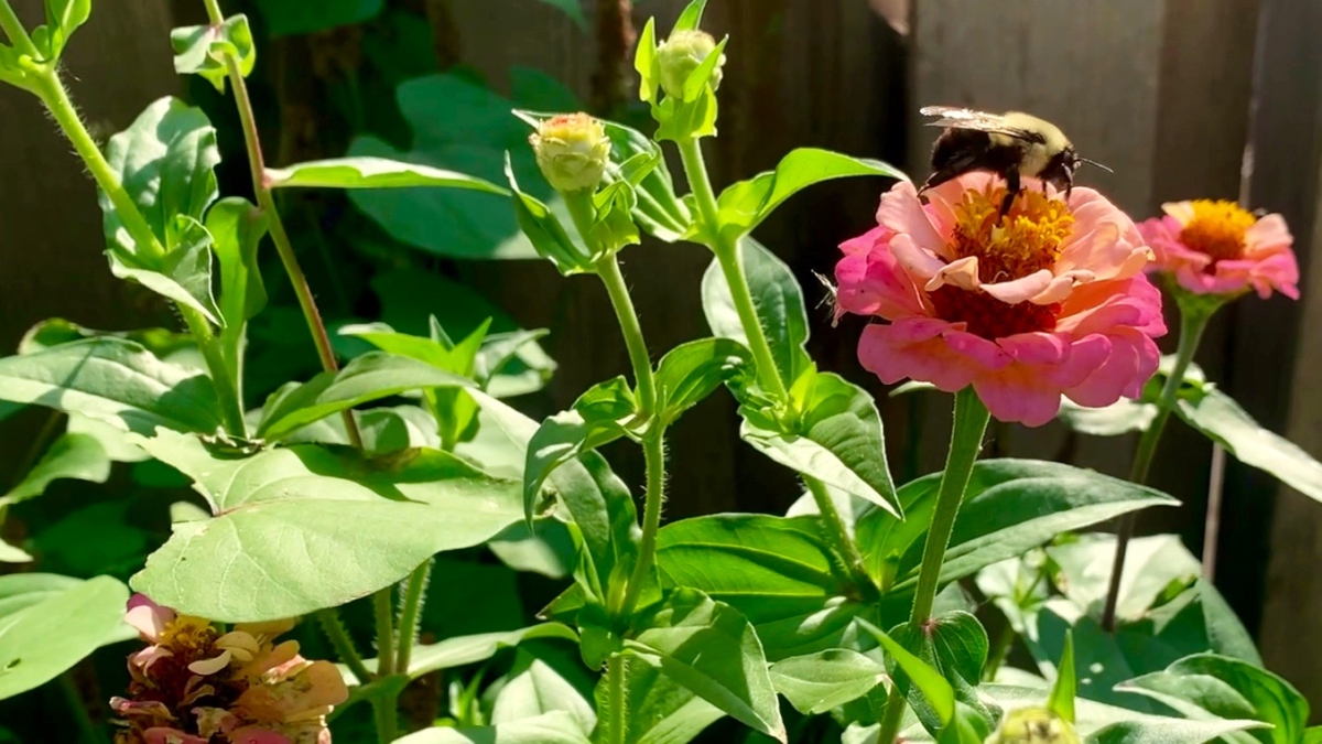 Bumble bee on pink zinnia