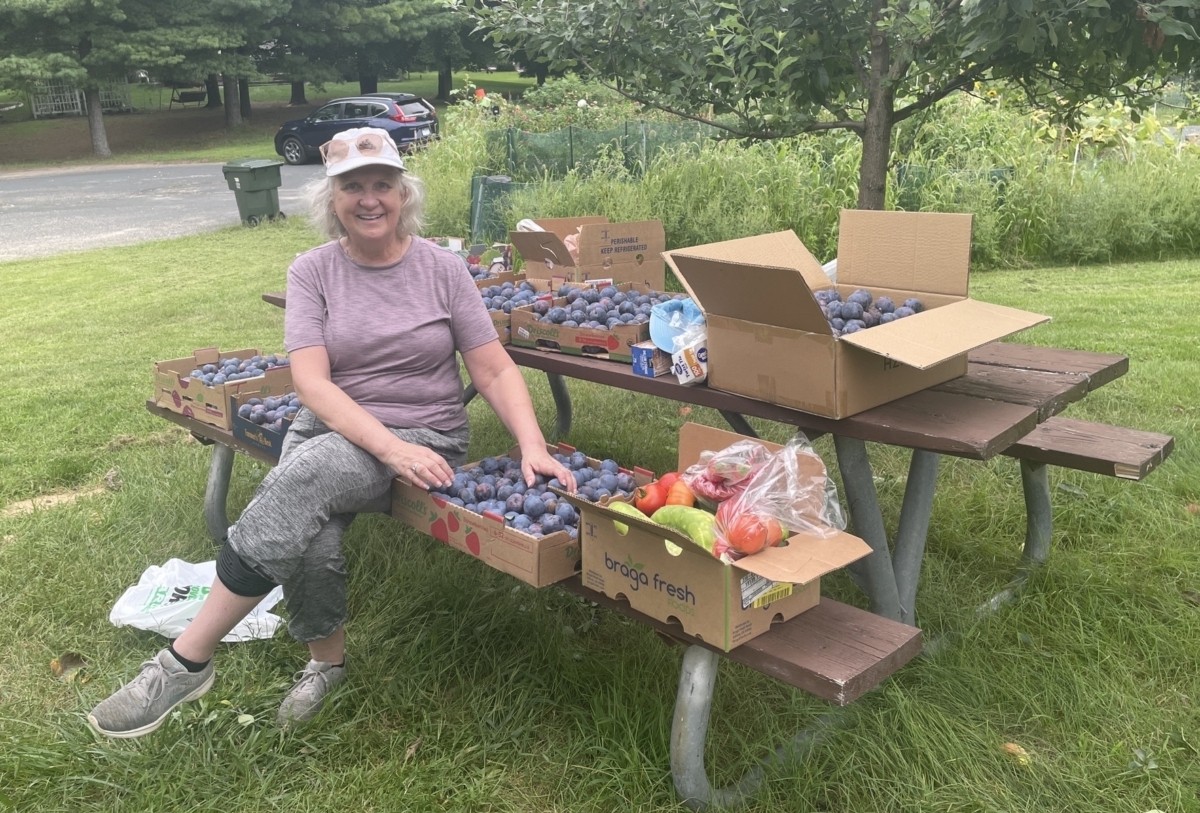 A woman sits at a picnic table with several boxes full of plums.