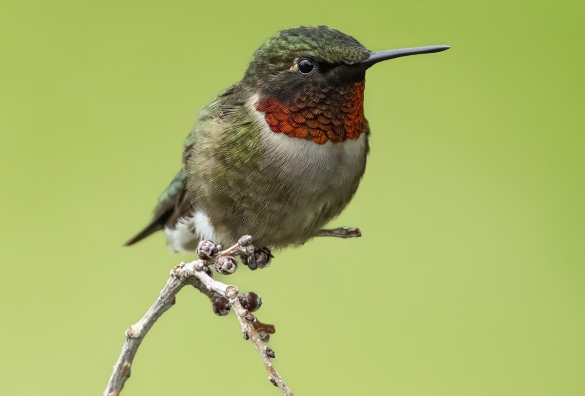 Ruby-throated Hummingbird male taken in central MN