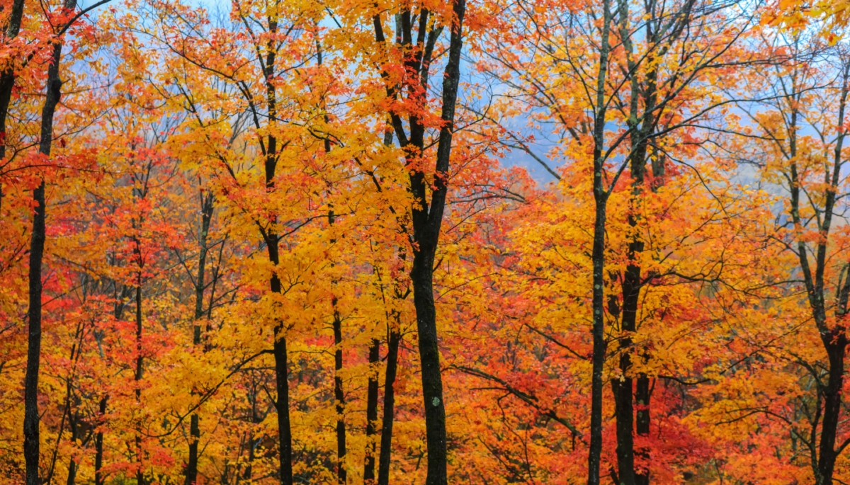Fall colors mark the change of season. Adobe Stock Image