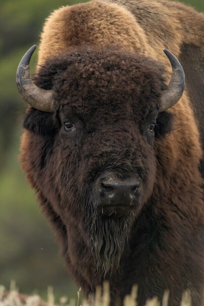 Close-up of an American bison’s face, showing its thick fur and curved horns at Theodore Roosevelt National Park in North Dakota.