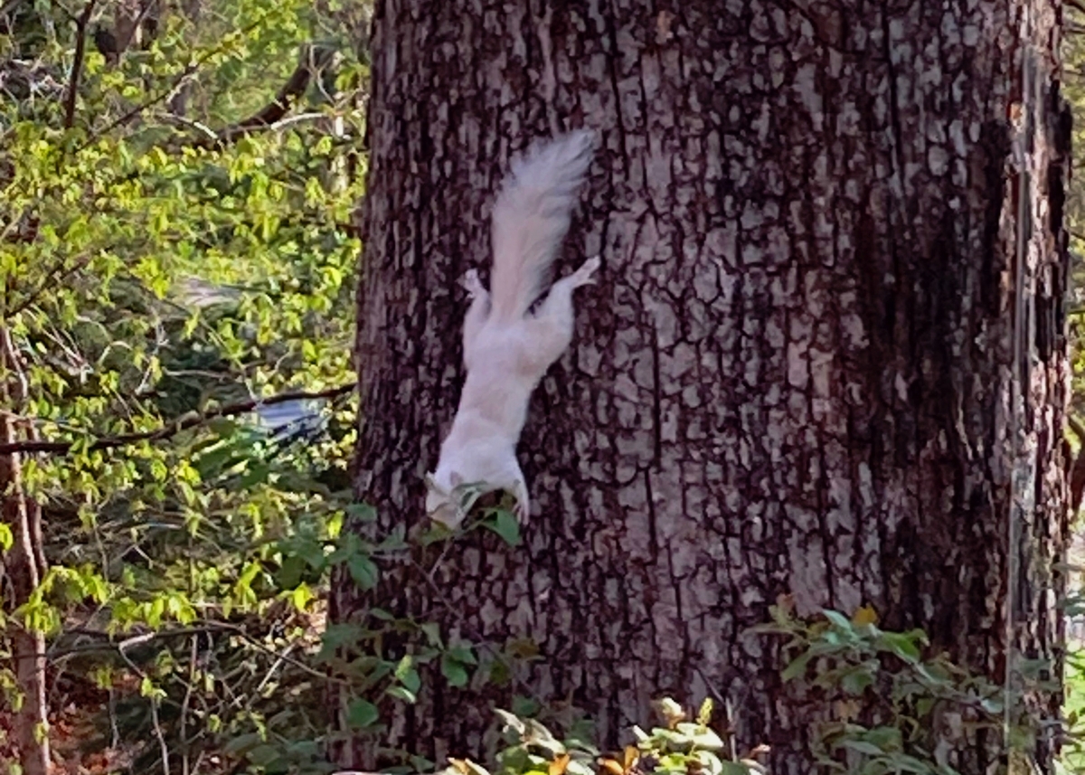 An albino squirrel climbs down from the trunk of a large tree in search of acorns.