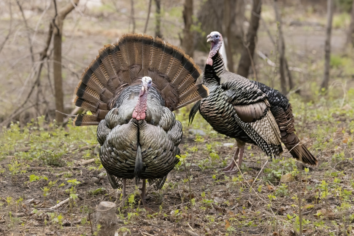 Two male Eastern wild turkeys stand on forest ground, with one in full display showing a fanned tail and puffed feathers.