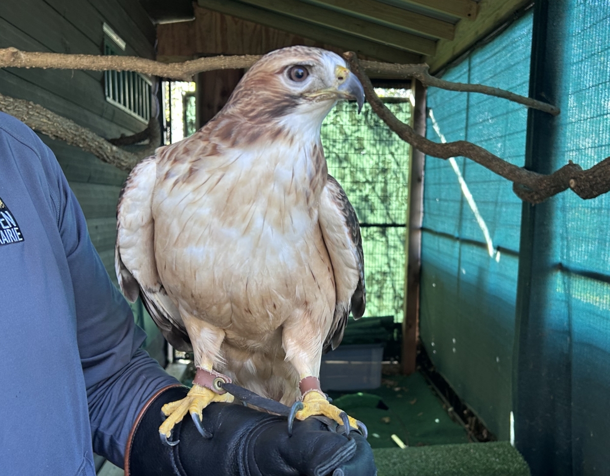 A red-tailed hawk is sitting on a gloved hand.