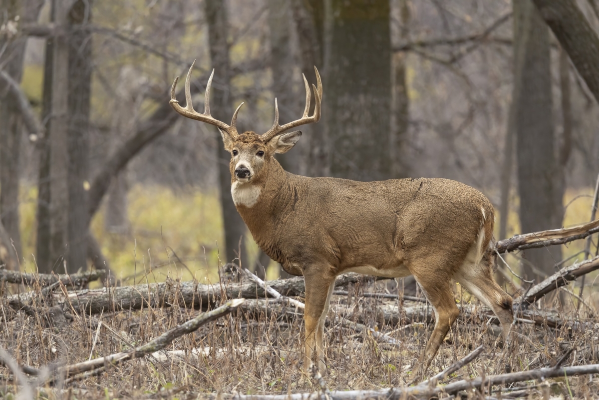 A white-tailed deer buck stands alert in a wooded area in southern Minnesota.