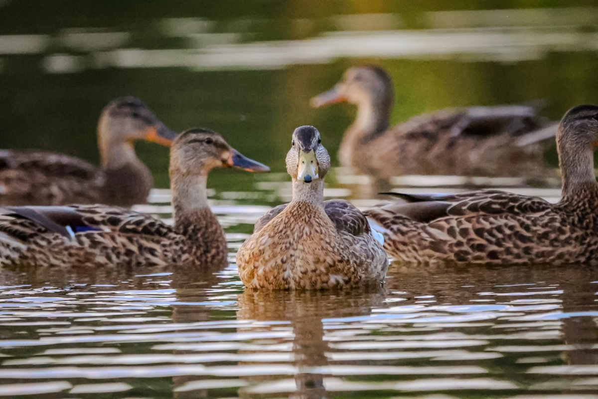 ducks on water, 1 facing camera