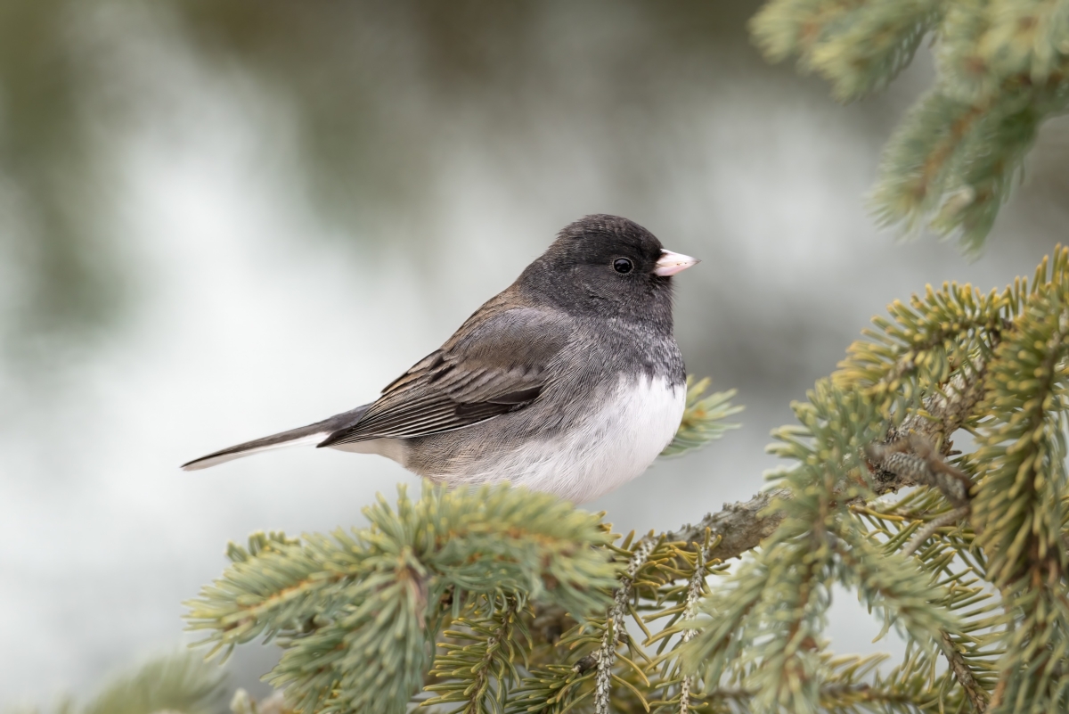A male dark-eyed junco photographed in southern Minnesota.